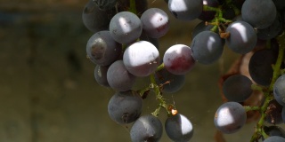 在阳光下，一大串成熟的黑葡萄挂在葡萄藤上。关闭视图