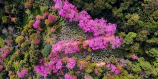 在泰国清迈，鸟瞰山上粉红色的樱花树