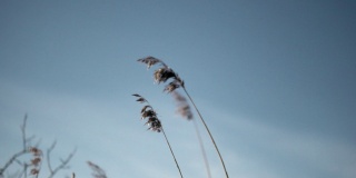 郁郁寡欢的芦苇在春风中摇曳。蓝色的天空背景。中午。瑞典的冬天春天。