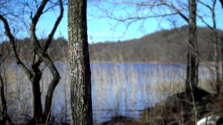 瑞典的自然。前景是一棵树，背景是森林湖。视频素材模板下载