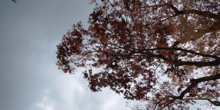 韩国的秋天正落叶如织。在韩国，秋叶之美被称为“枫叶之旅”。