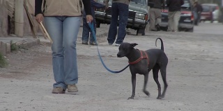 阿根廷胡胡伊省蒂尔卡拉的土路上，一只快乐的狗和主人一起散步。