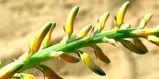 一个美丽的短芦荟Vera植物花卉生长在农场