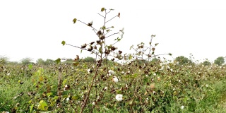 美丽的短，一个印度村庄棉花水果和花卉种植在农场