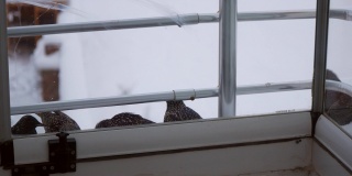 麻雀和椋鸟在冬天寻找食物，想着冬天的动物，椋鸟在窗前吃食物，