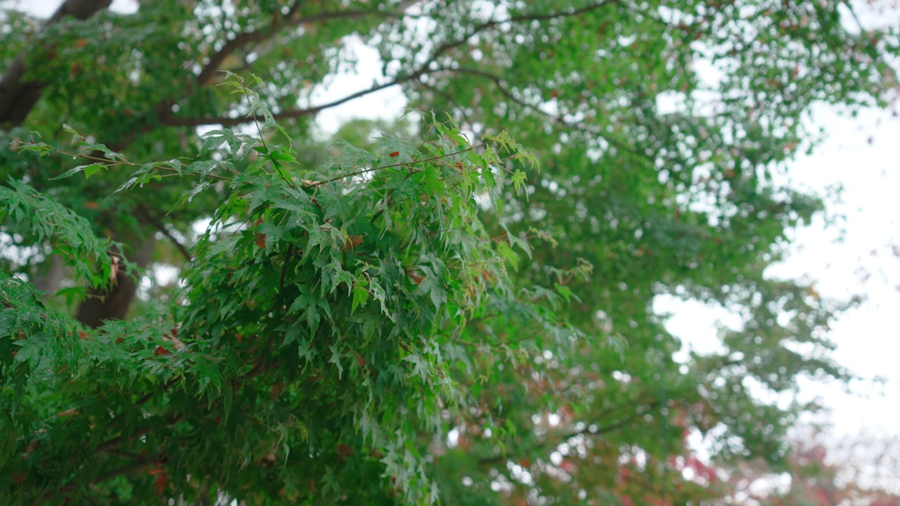 韩国的秋天正落叶如织。雨天