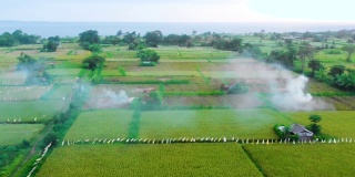 鸟瞰印尼巴厘岛阿米德的绿色稻田和玉米田