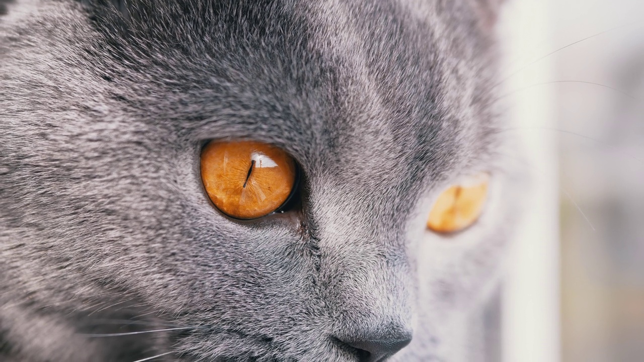 一只灰色毛茸茸的英国猫的凝视与大大的大大的绿色眼睛。4K。特写镜头