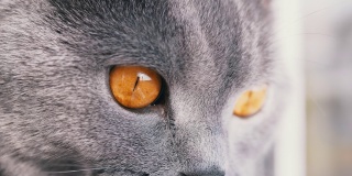 一只灰色毛茸茸的英国猫的凝视与大大的大大的绿色眼睛。4K。特写镜头