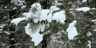 松林里的雪。