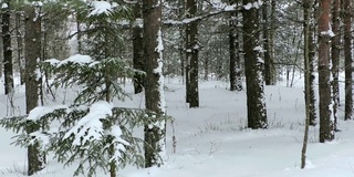 松林里的雪。