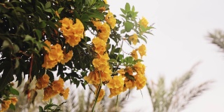 黄色的花朵在棕榈树的背景下随风飘舞