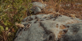 一群蚂蚁携带种子，树叶和草的广角镜头