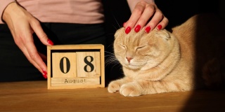 世界猫日，女子换手，在木制日历上设定日期为8月8日