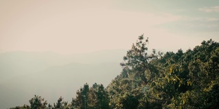 夕阳透过树叶，大树，绿色植物和耀斑在山景4่k