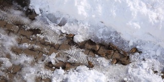 麻雀，冬熊和麻雀在冬天的雪地里寻找食物，