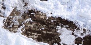 麻雀，冬熊和麻雀在冬天的雪地里寻找食物，