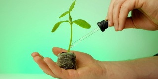 幼苗根系激活剂。男子的手正在往绿色背景上的绿芽上滴肥料。植物的生长能量。肥料对幼苗。植物液体肥料。植物育种。