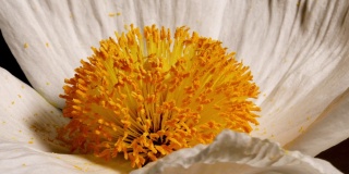 在黑色背景上拍摄的马蒂利加罂粟花的微距镜头