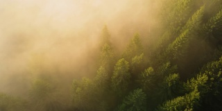 鸟瞰图明亮的阳光照亮光束雾黑暗的森林与松树在秋天日出。雾蒙蒙的黎明，令人惊叹的野生森林。环境与自然保护理念