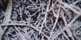 植物覆盖着白霜和雪的土地。