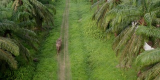 令人惊叹的空中俯拍侏儒象独自行走在油棕榈种植园，无人机跟随动物沿着道路