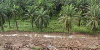 矮象沿河在油棕榈种植园被毁