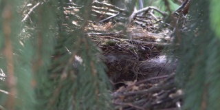 雏鸟在鸟巢里啼叫以4k慢镜头60帧每秒拍摄