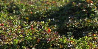 成熟的橘红色的云莓在绿叶的背景上。