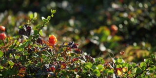成熟的橘红色的云莓在绿叶的背景上。