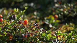 成熟的橘红色的云莓在绿叶的背景上。视频素材模板下载