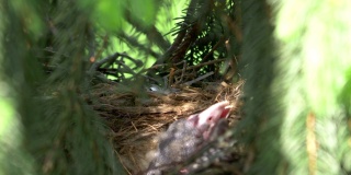 雏鸟在鸟巢里啼叫以4k慢镜头60帧每秒拍摄