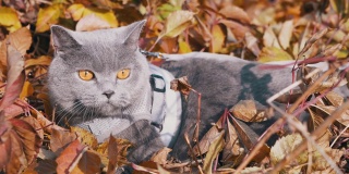 户外节目中，女主人牵着一只灰色的英国猫散步。4K。近距离