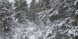 云杉树枝在雪中的鸟瞰图