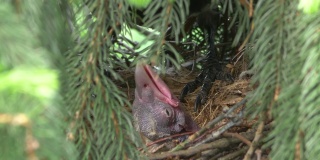 成年乌鸦在树上喂幼乌鸦，画面为4k慢镜头，每秒60帧