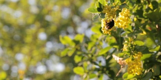 在蓝天的背景下，大黄蜂在花园里的黄花小檗上授粉。大自然在春天。
