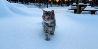 雪地里的猫。灰色条纹猫在冬天的雪堆中行走。日落的背景