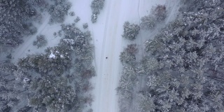 从无人机鸟瞰积雪覆盖的冬季松树林。松树的树枝上结满了霜