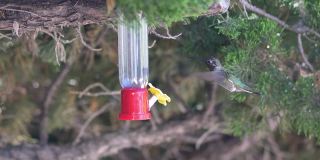 蜂鸟从喂鸟器里喝水4k慢镜头60帧每秒