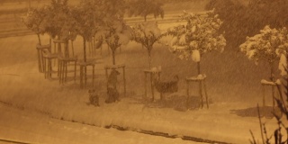 狗在暴风雪中在路边玩耍