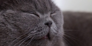 躺着的灰色猫与橙色眼睛的肖像特写。英国蓝色短毛猫。有选择性的重点