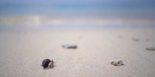活泼有趣的小寄居蟹在沙滩上的贝壳和波浪的海洋中奔跑