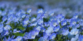 Nemophila。小蓝花。