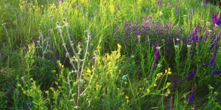 春天的野地里有香草和鲜花。