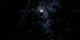 月亮森林蓝天黑暗的观点令人毛骨悚然的恐怖神秘的情绪4k