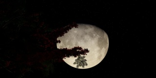 大月亮树枝树在美丽的3d风格自然天气蓝色的天空4k