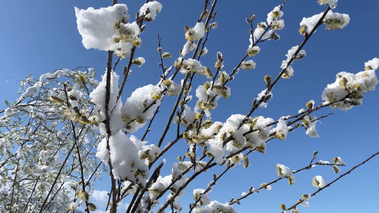 雪地里的猫柳