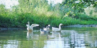 夏天白天鹅和灰天鹅以湖水为食。