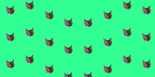 在绿色背景上猫头的彩色图案。无缝图案与猫的脸。前视图。现实的动画。4 k视频运动