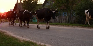 傍晚时分，一群乡下的牛沿着村里铺好的路从牧场回来。